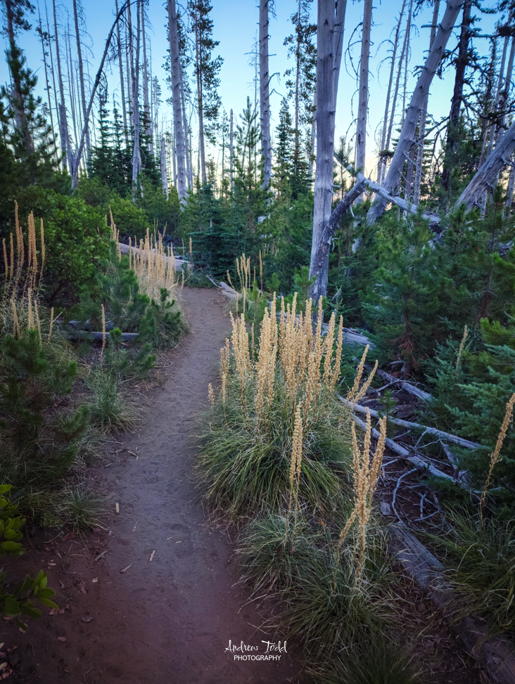 Three Fingered Jack trail central oregon